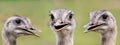 Ostrich group portrait