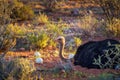 Ostrich guarding its eggs in the Kalahari desert of Namibia Royalty Free Stock Photo