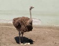 Ostrich Guards The Eggs
