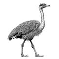 Ostrich hand drawn sketch in doodle style Vector illustration Royalty Free Stock Photo