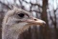 Ostrich with large eyelashes in profile.