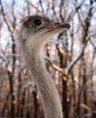 Ostrich with large eyelashes in profile.