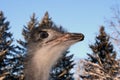 Ostrich with large eyelashes in profile.