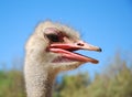 Ostrich head Royalty Free Stock Photo