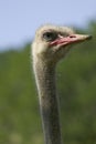 Ostrich Head