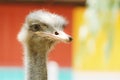 Ostrich