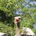 Ostrich head with beak open Royalty Free Stock Photo