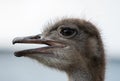 Ostrich with beak open close up