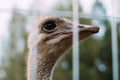 Ostrich head