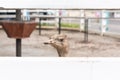 Ostrich head behind white farm fence Royalty Free Stock Photo