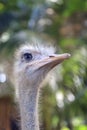 Ostrich head with blue eyes  close-up  vertical photo Royalty Free Stock Photo