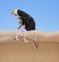 Ostrich with head burying in sand concept Royalty Free Stock Photo