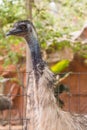 Close up Ostrich head  the cage, eyes and long neck at  the zoo Royalty Free Stock Photo