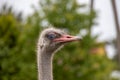 Ostrich head in close-up against the backdrop of nature Royalty Free Stock Photo