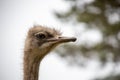 Ostrich head in close-up against the backdrop of nature Royalty Free Stock Photo