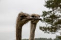 Ostrich head in close-up against the backdrop of nature Royalty Free Stock Photo