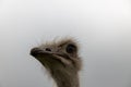 Ostrich head in close-up against the backdrop of nature Royalty Free Stock Photo