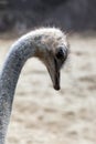 Ostrich head close-up Royalty Free Stock Photo