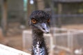 ostrich head close-up Royalty Free Stock Photo