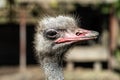 Ostrich head close up Royalty Free Stock Photo