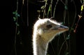 Ostrich head close up,The common ostrich Royalty Free Stock Photo