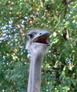Ostrich head close up Royalty Free Stock Photo