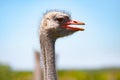 Ostrich head close-up at ostrich farm Royalty Free Stock Photo