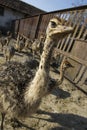 Baby ostrich head close up in ostrich farm. Ostriches in the paddock on the farm. Funny and strange ostrich looks into