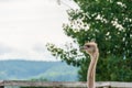 Ostrich head close-up on a farm Royalty Free Stock Photo