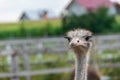 Ostrich head close-up on a farm Royalty Free Stock Photo