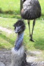 Ostrich Head Close Up Royalty Free Stock Photo