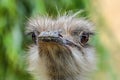 Ostrich head close up, focus on the eyes Royalty Free Stock Photo