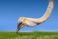 Ostrich head close-up on green field Royalty Free Stock Photo