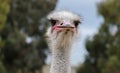 Ostrich head close-up at ostrich farm Royalty Free Stock Photo