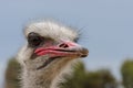 Ostrich head close-up at ostrich farm Royalty Free Stock Photo