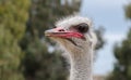 Ostrich head close-up at ostrich farm Royalty Free Stock Photo