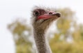 Ostrich head close-up at ostrich farm Royalty Free Stock Photo