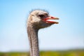 Ostrich head close-up at ostrich farm. Royalty Free Stock Photo