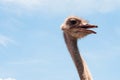 Ostrich head close up at the ostrich farm. Ostrich or type is on Royalty Free Stock Photo