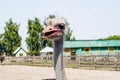 Ostrich head close up at the ostrich farm. Ostrich or type is on Royalty Free Stock Photo