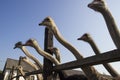 Ostrich head close up in ostrich farm. Ostriches in the paddock on the farm. Funny and strange ostrich looks into the Royalty Free Stock Photo