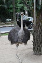 Ostrich head close up outdoors