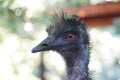 Ostrich - head/ close-up/ portrait