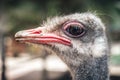 Ostrich head close-up. Side view Royalty Free Stock Photo