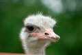 Ostrich head close-up at sunny summer day on the green bokeh background Royalty Free Stock Photo