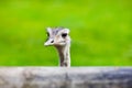 Ostrich head closeup. Animal zoo, outdoors Royalty Free Stock Photo