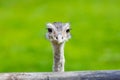 Ostrich head closeup. Animal zoo, outdoors Royalty Free Stock Photo