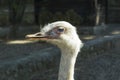 Ostrich head closeup.