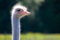 Ostrich head closeup in nature Royalty Free Stock Photo