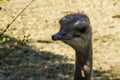 Ostrich head Royalty Free Stock Photo
